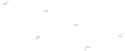 application-bird - iBASE ENERGY | Energy solutions provider - iBASE ENERGY | Energy solutions provider